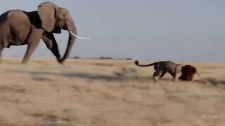 Animals Safari