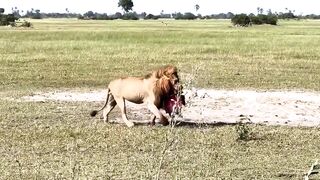 Smart Lions Walking