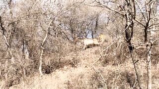 Tiger Attack in Jungle