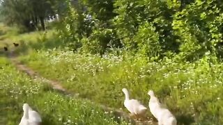 My heart is warm and calm from such videos
