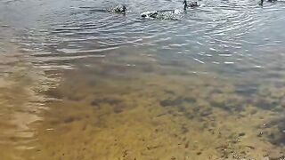 Ducks swim near the shore