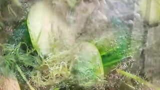 The recipe for lightly salted cucumbers