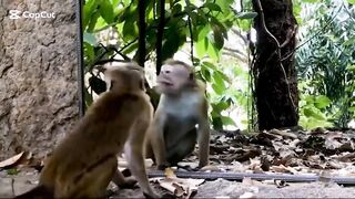 ???????? ANIMALS Seeing Themselves for the FIRST TIME! ???? (You Won’t Believe Their Reactions!)