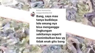 Apakah budidaya ikan lele bisa mengganggu lingkungan karena bau❓