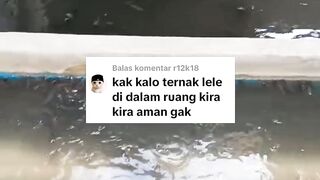 Kalau ternak lele didalam ruangan kira-kira aman gak❓