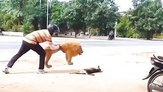 quel chien
