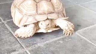 #turtle #animals