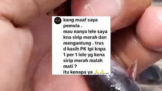 Ikan lele terkena penyakit sirip merah diobati dengan PK malah pada mati semua