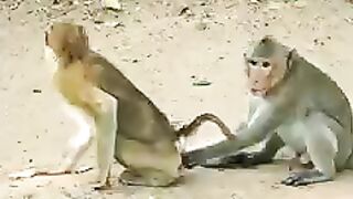 Monkey meeting & hot romance #shorts #viral #trending #shortsviral #febspot #ytshorts