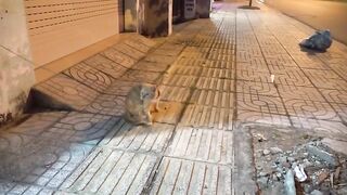 How Cats React When Seeing Stranger 1st Time Running or Being Friendly