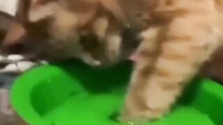 funny cats videos 2023 that looks like play in home