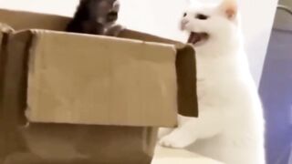 funny cats videos 2023 that looks like play in home with others