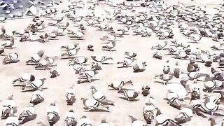 Best video