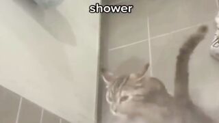 funny cats videos 2023 that looks like fight in home with others