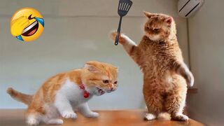 Funniest Animals 2023 ???? Funniest Cats and Dogs ????????