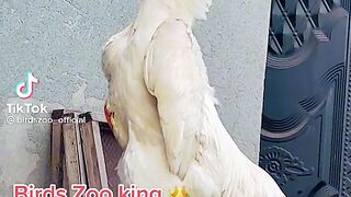 Birds lover