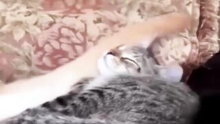 funny cats videos 2023 that looks like plat in home