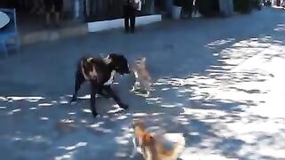 Dog and cat fight