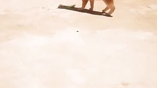 Nice funny dog and cat
