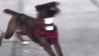 funny cats videos 2023 that looks like play in home
