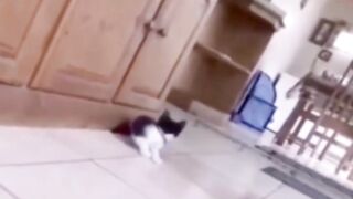 Cat very afraid.funny clip