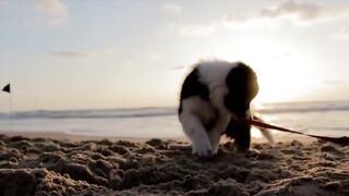 Beautiful dogs