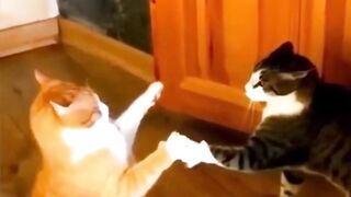 funny cats videos 2023 that looks like fight with other in home