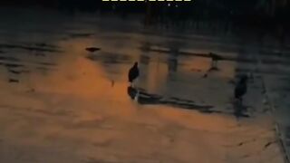 Best video