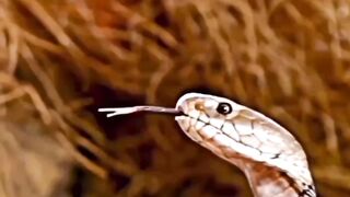 Cobra