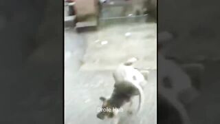 Funnydog news video #shorts #viral #trending #dog #funny #viralvideo #viraldog #febspot