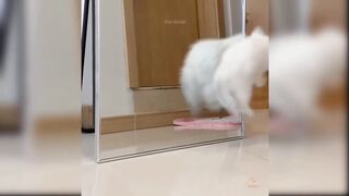 Funny cats shoked