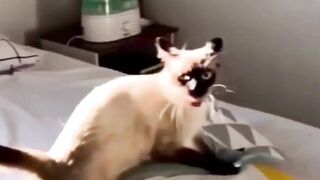funny cats videos 2023 that looks like play black cat with other in home