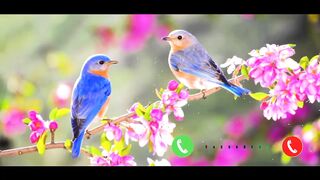 Indian ringtone bird ringtone new song ringtone hindi sound ringtone