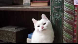 FUNNY And CUTE Cat Videos