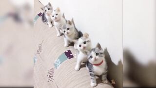 Cute cats dancing on song