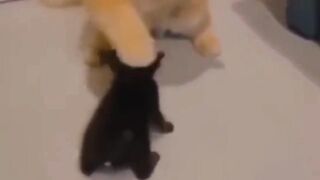 funny cats videos 2023 that looks like play with other in home