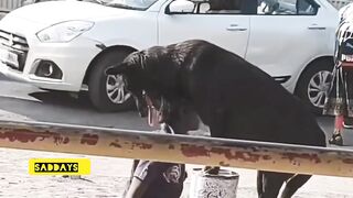 Dogs are better than fake people