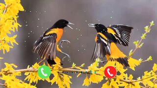 Ringtone ringtones bird sounds ringtones