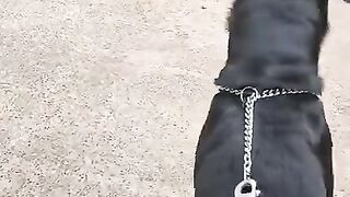 street dog Fight