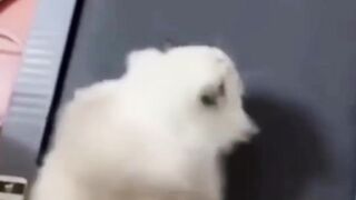 funny cats videos 2023 that looks like play with other in home