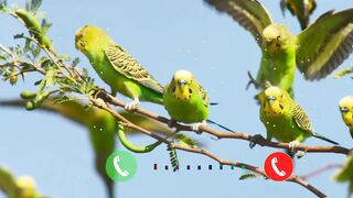 Bird ringtone tonight tune