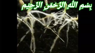 Quran