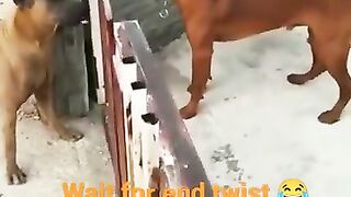 dog vs dog Fight