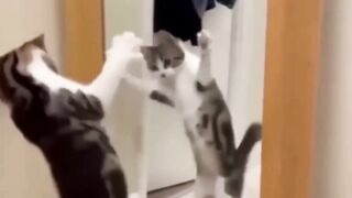 funny cats videos 2023 that looks like play with other in home
