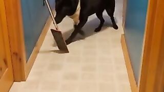 Silly pup scared to pass mop in hallway #shorts