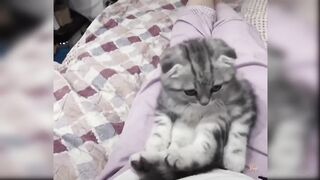 Cute Cats_ cute and funny Cat video compilation