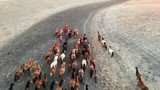 Horse Beach Forest Animals
