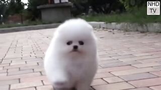 Funny_Dog_&_Cute Cat_Video_2023