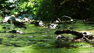 Nature Beautiful