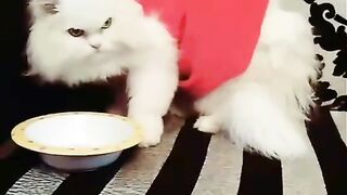 Cute cate.. waiting for cake
